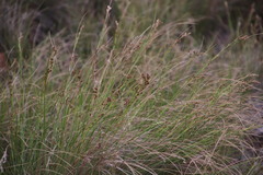 Coleochloa setifera