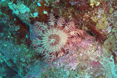 Acanthaster