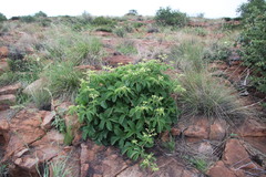 Cyphostemma lanigerum