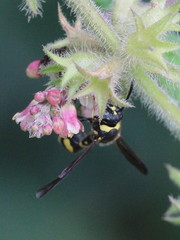 Eumenes coronatus