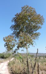 Cordia trichotoma