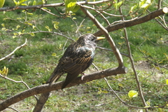 Sturnus vulgaris