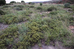 Searsia magalismontana magalismontana