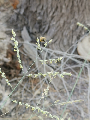 Coelachyrum