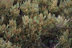 Searsia magalismontana magalismontana