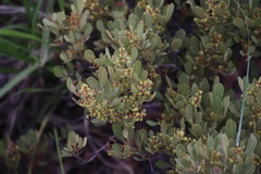 Searsia magalismontana magalismontana