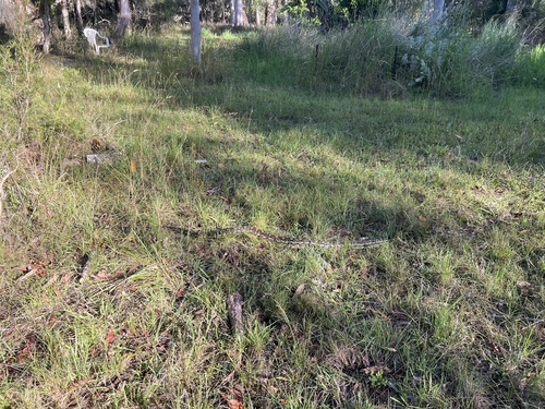 Coastal Carpet Python sighting