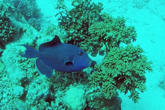 Pseudobalistes fuscus