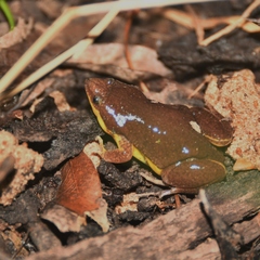 Elachistocleis bicolor