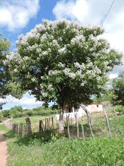 Cordia oncocalyx