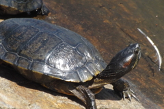 Trachemys scripta elegans