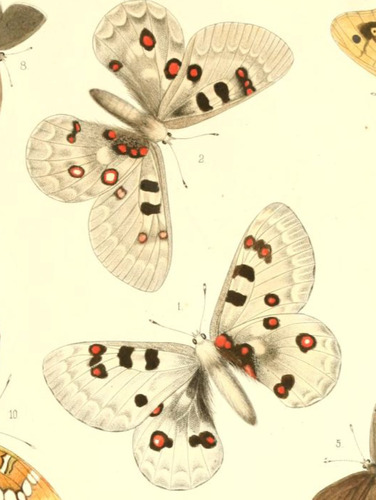Parnassius corybas