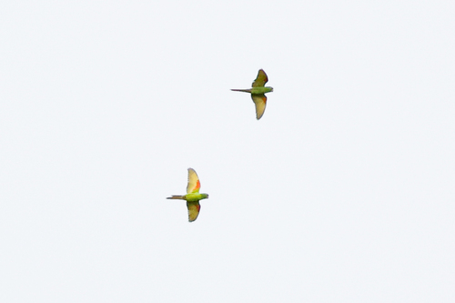 White-eyed Parakeet (Psittacara leucophthalmus), photo 9