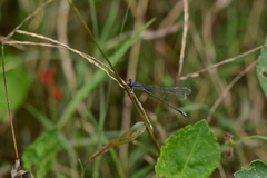 Enallagma cardenium