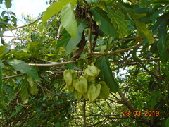Cordia oncocalyx