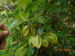 Cordia oncocalyx