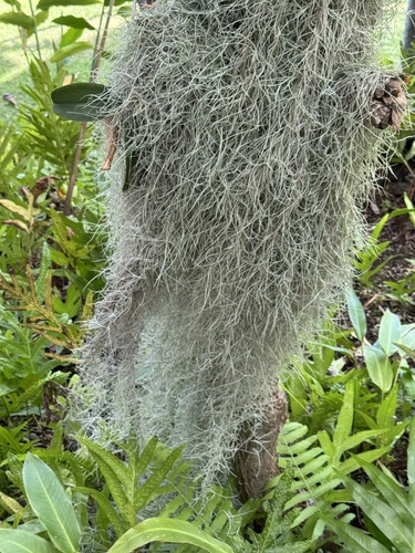 Tillandsia usneoides observed 2025-11-10