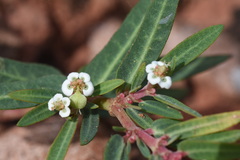 Euphorbia selloi