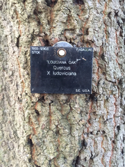 Quercus × ludoviciana