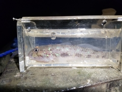 Acentrogobius viridipunctatus