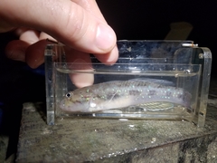 Acentrogobius viridipunctatus