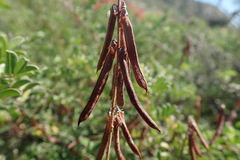 Indigofera fruticosa
