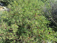 Indigofera fruticosa