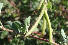 Indigofera fruticosa