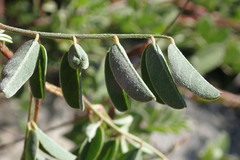 Indigofera fruticosa