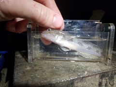 Acentrogobius viridipunctatus