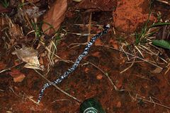 Amphisbaena fuliginosa