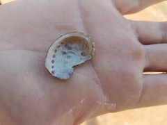 Haliotis coccoradiata