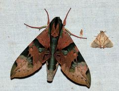 Eumorpha capronnieri