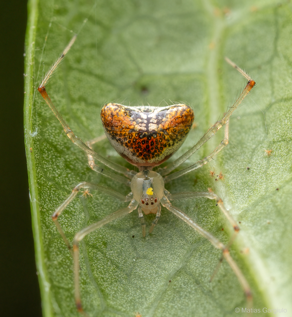 Kochiura attrita