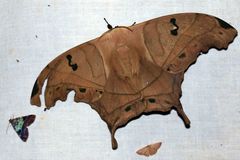 Arsenurinae