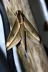 Xylophanes amadis