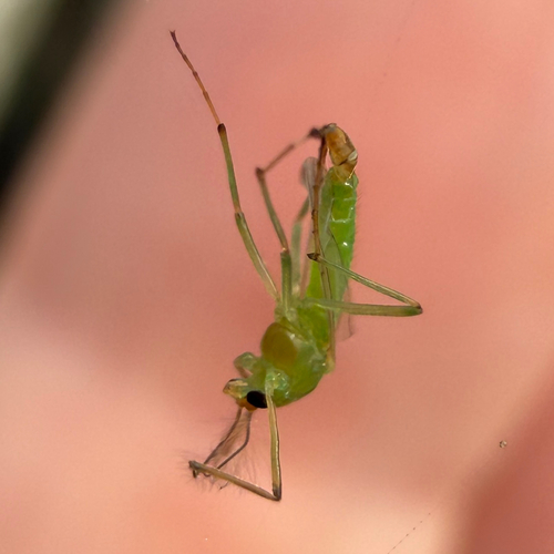 iNaturalist observation photo of Potato Aphid
