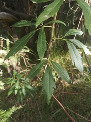 Searsia angustifolia