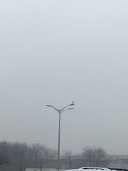 Larus argentatus smithsonianus