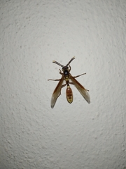Apoica