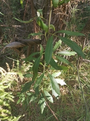 Searsia angustifolia