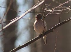 Fringilla coelebs