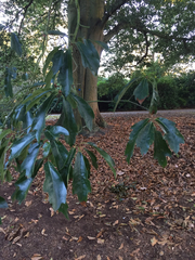 Quercus × ludoviciana