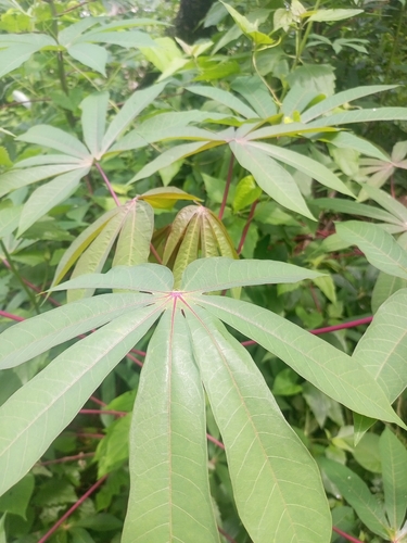 Cassava