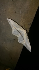 Eutoea heteroneurata