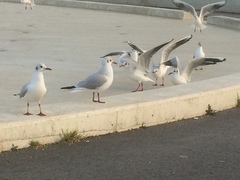 Chroicocephalus ridibundus