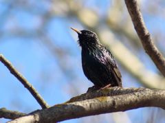 Sturnus vulgaris