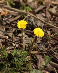 Tussilago farfara