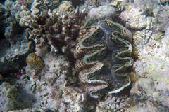 Tridacna squamosina