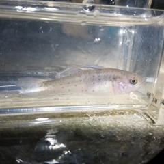 Stigmatogobius sadanundio